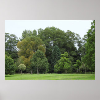 Póster Árboles en Bute Park, Cardiff
