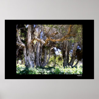 Póster Árboles en el Parque Balboa