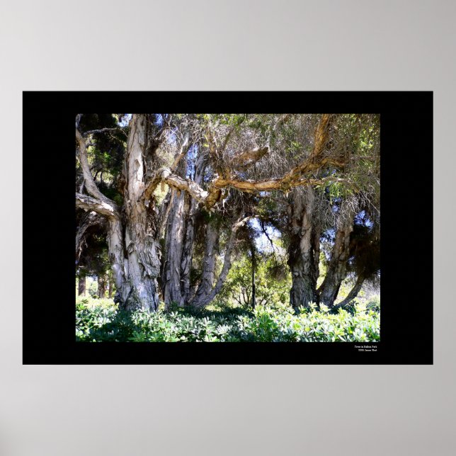 Póster Árboles en el Parque Balboa (Frente)
