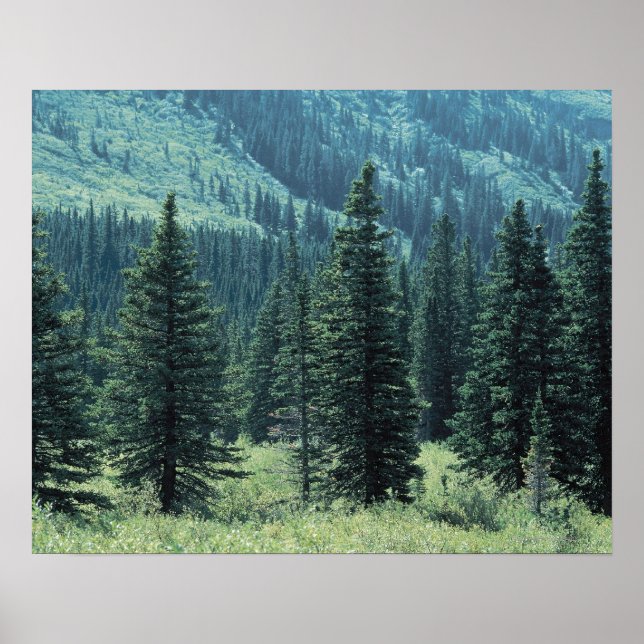 Póster Árboles en el Parque Nacional Glaciar , Montana (Frente)