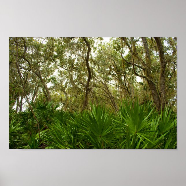 Póster Árboles en el Refugio Nacional de Vida Silvestre d (Frente)