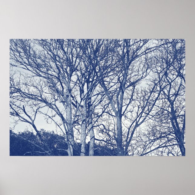 Póster Árboles en invierno: efecto cianotipio (Frente)