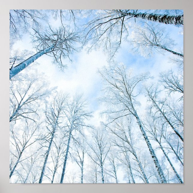Póster árboles en invierno y el cielo (Frente)