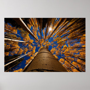 Póster Árboles en la asta de bandera, Arizona (picos de