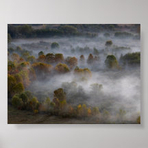 Árboles en la niebla de la mañana