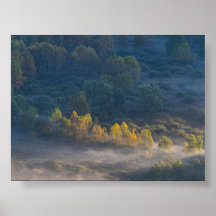 Árboles en la niebla de la mañana