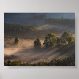 Póster Árboles en la niebla de la mañana
