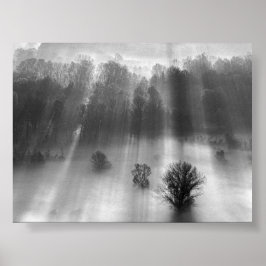Póster Árboles en la niebla de la mañana