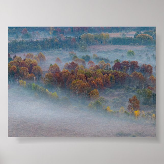 Póster Árboles en la niebla matutina (Frente)