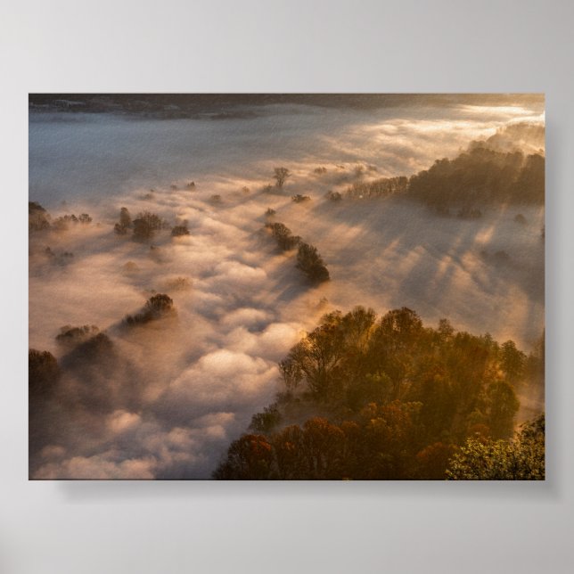 Póster Árboles en la niebla matutina (Frente)