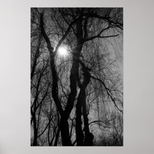 Póster Árboles en silueta Sun rays negro y blanco