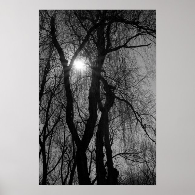 Póster Árboles en silueta Sun rays negro y blanco (Frente)