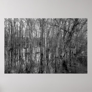 Póster Árboles en un bosque en blanco y negro. belleza en