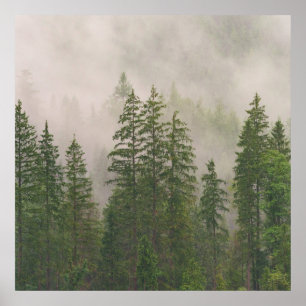 Póster Árboles forestales de niebla