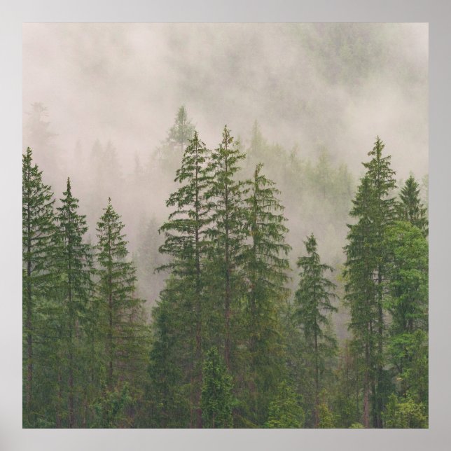 Póster Árboles forestales de niebla (Frente)