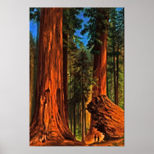 Póster Árboles forestales de secuoya gigantes Yosemite Va