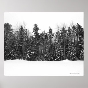 Póster Árboles forestales del invierno cubiertos en nieve