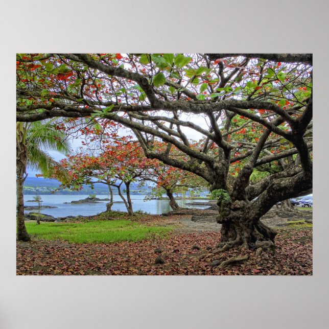 PÓSTER ÁRBOLES GNARMENTOS DE LA BAHÍA DE HILO DEL SUR - H (Frente)