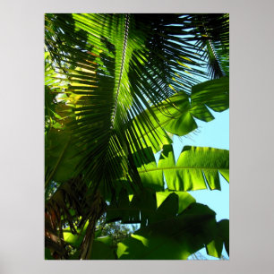 Póster Árboles hawaianos del plátano y de coco