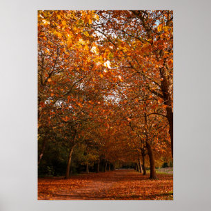 Póster Árboles hermosos de otoño