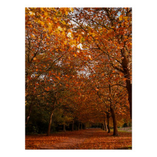 Póster Árboles hermosos de otoño
