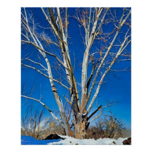 Póster Árboles invernales bajo cielo azul en tierras neva