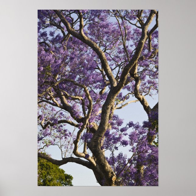 Póster Árboles jacarandinos florecientes en el nuevo parq (Frente)
