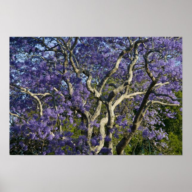 Póster Árboles jacarandinos florecientes en parque de nue (Frente)