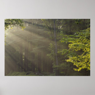 Póster Árboles junto a 7 Lakes Drive, Harriman, NY