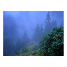 Árboles misteriosos