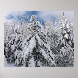 Póster Árboles nevados