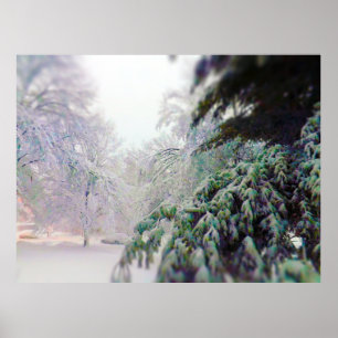 Póster Árboles nevados, pino en la calle del kc