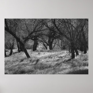 Póster Árboles oscuros en una pradera (b/w)