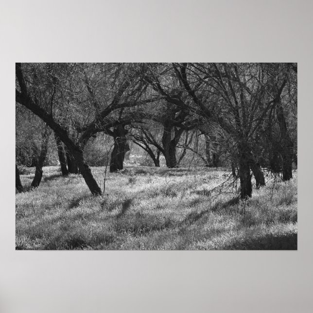 Póster Árboles oscuros en una pradera (b/w) (Frente)