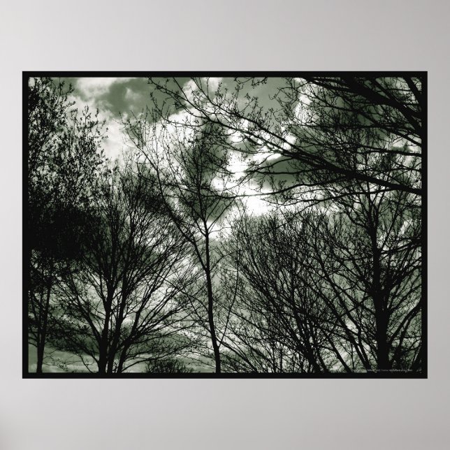 Póster Árboles | POSTER (Frente)