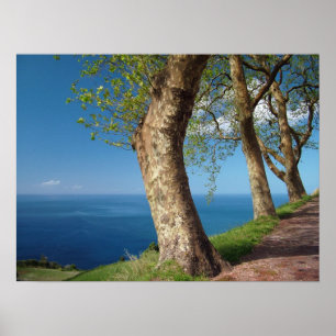 Póster Árboles que dominan el océano