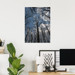 Póster Árboles Tulipán Álamos Cielo Nublado Azul