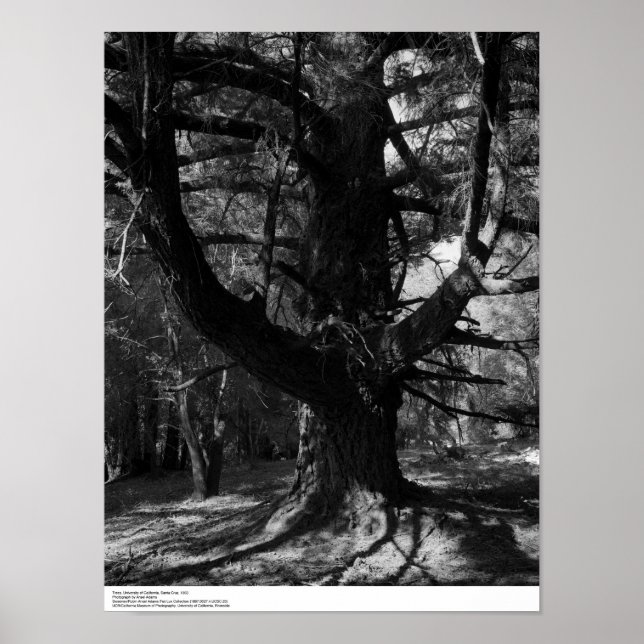 Póster Árboles, UC Santa Cruz, 1963 (Frente)