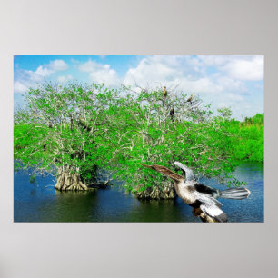 Póster Árboles y Anhinga, marismas del mangle de la