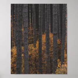 Póster Árboles y follaje otoñal de oro