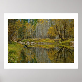 PÓSTER ÁRBOLES Y RAMAS REFLEJÁNDOSE EN UN RÍO