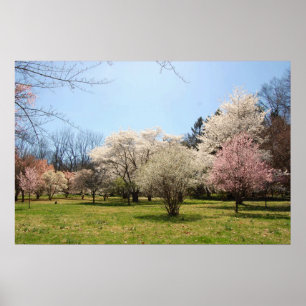 Póster Arboreto: mezcla de árboles florecientes