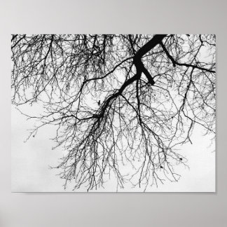 Póster Arbre Noir et blanc
