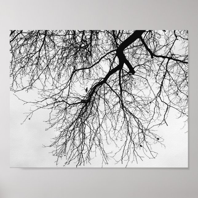 Póster Arbre Noir et blanc (Frente)
