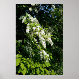 Póster Arbusto con flores blancas
