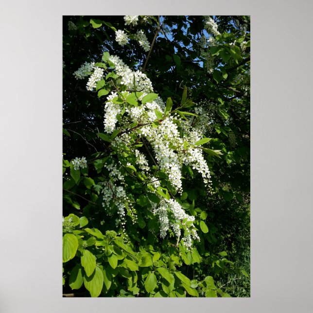 Póster Arbusto con flores blancas (Frente)