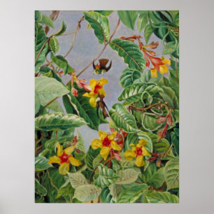 Póster Arbusto de escalada brasileño y aves tartamudeador
