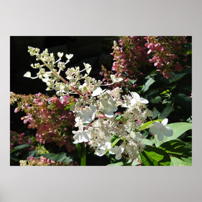 Póster Arbusto de flores Pinky Winky Hydrangea (Frente)