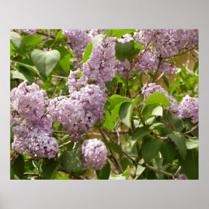 Póster Arbusto de Lila Flores Moradas Hermosas de Primave