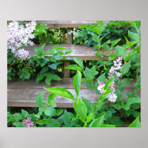Póster Arbusto de lilas, flores creciendo a través de vie